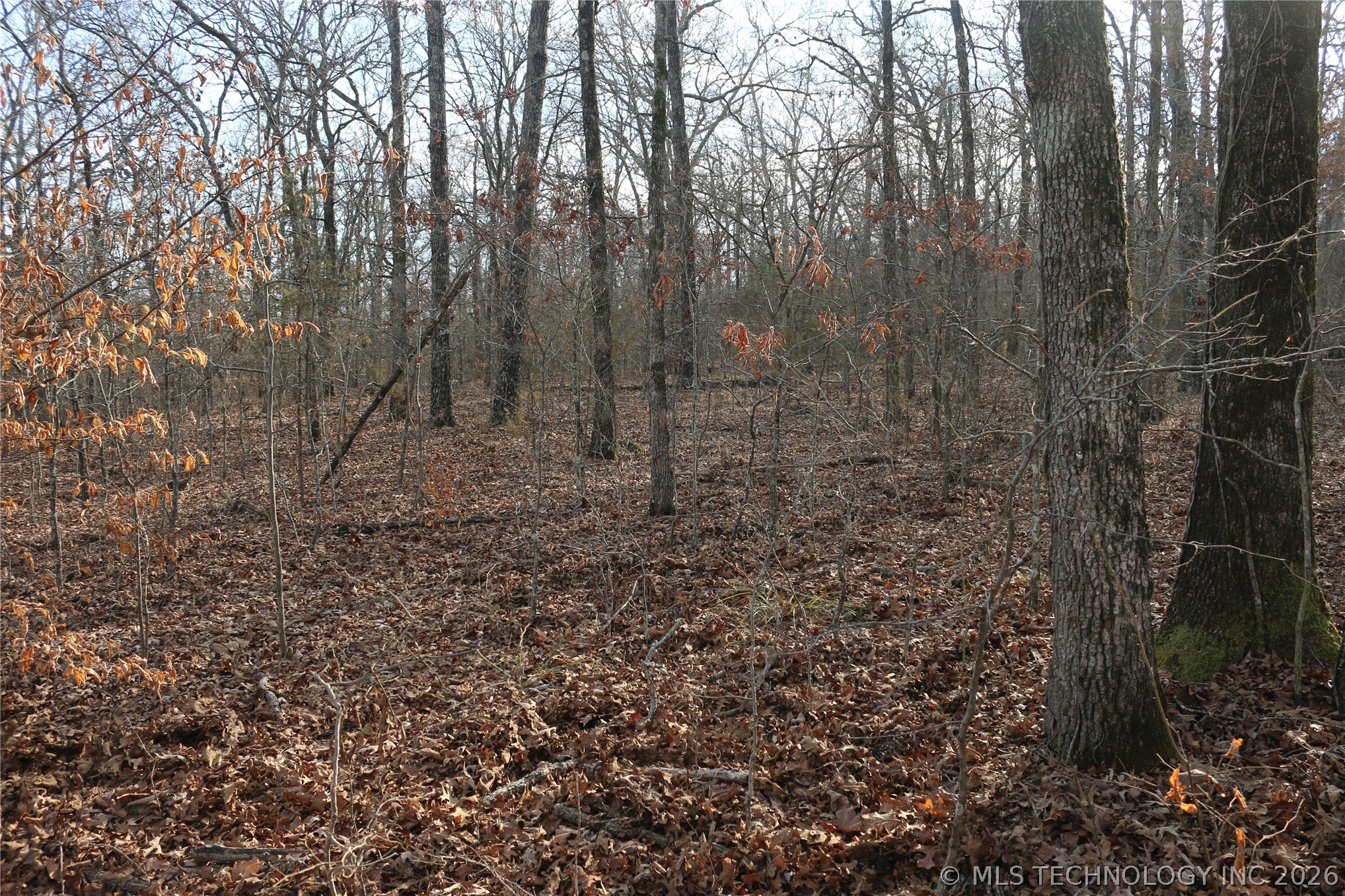 Kirk Mountain Property Photo 6
