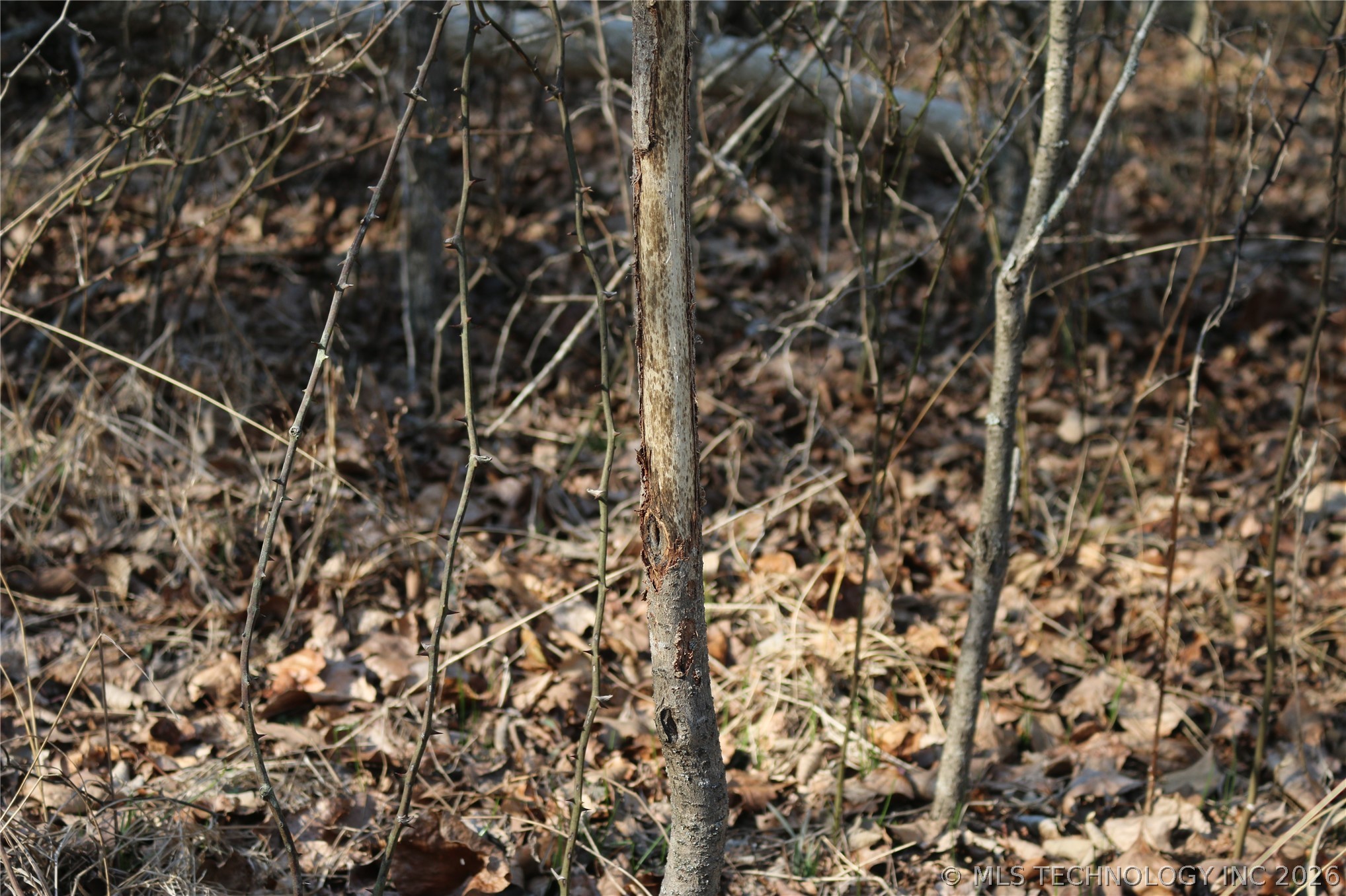 Kirk Mountain Property Photo 7