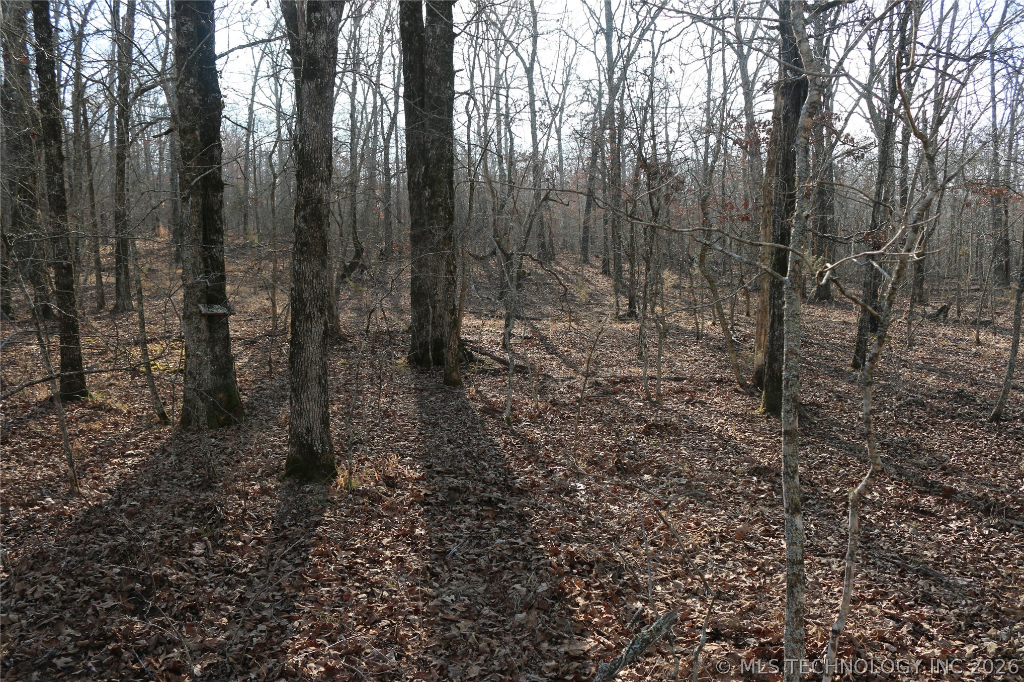 Kirk Mountain Property Photo 15