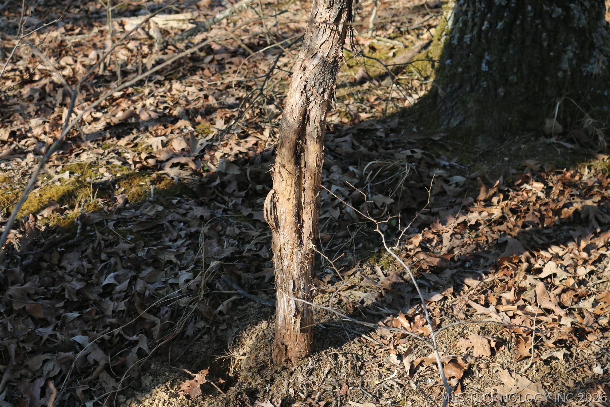 Kirk Mountain Property Photo 17