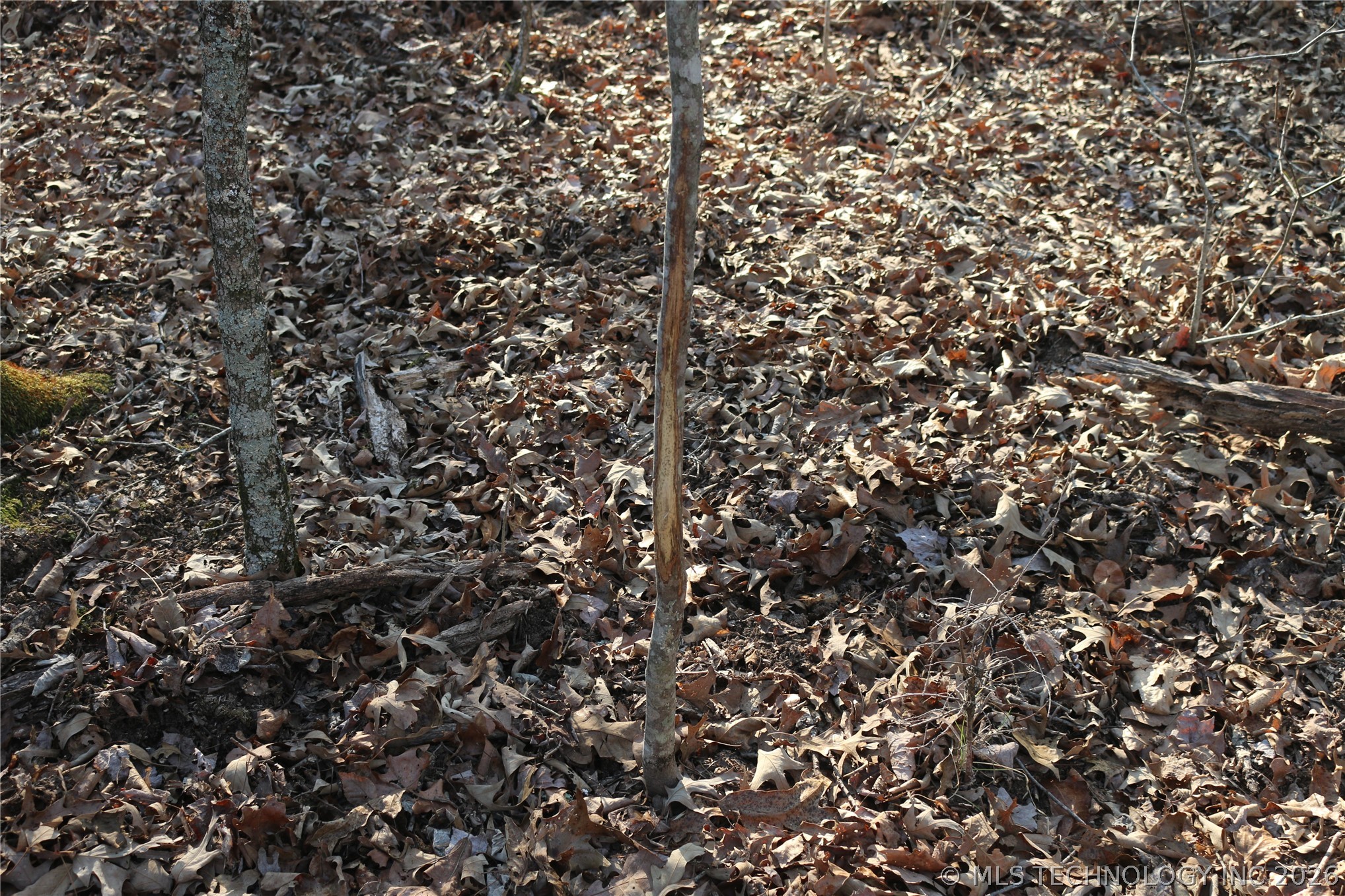 Kirk Mountain Property Photo 24