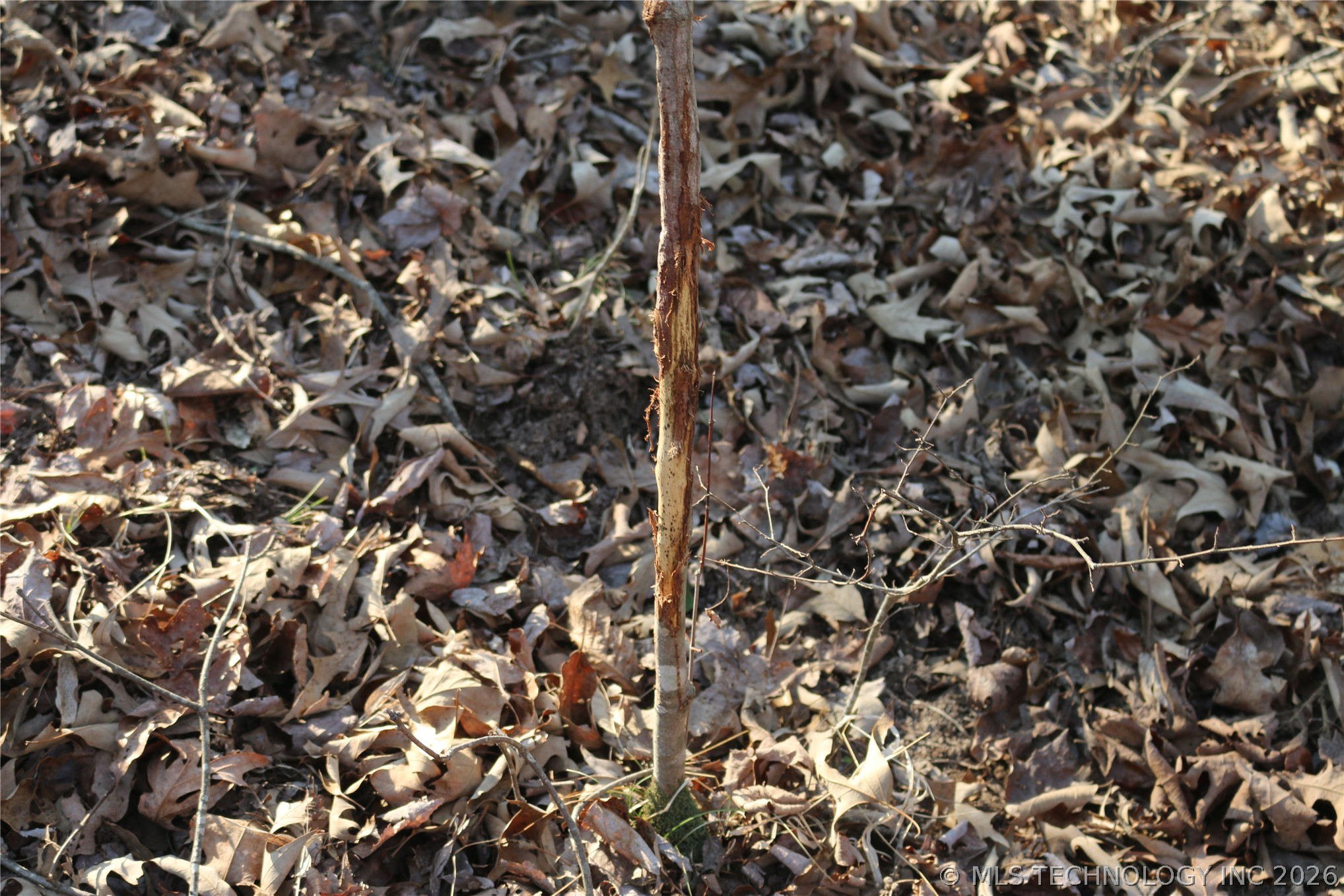Kirk Mountain Property Photo 28