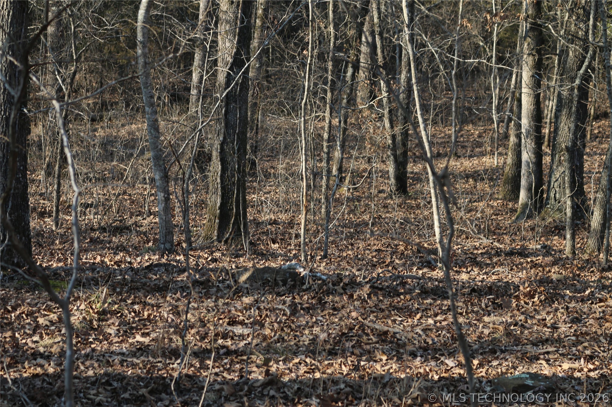 Kirk Mountain Property Photo 29
