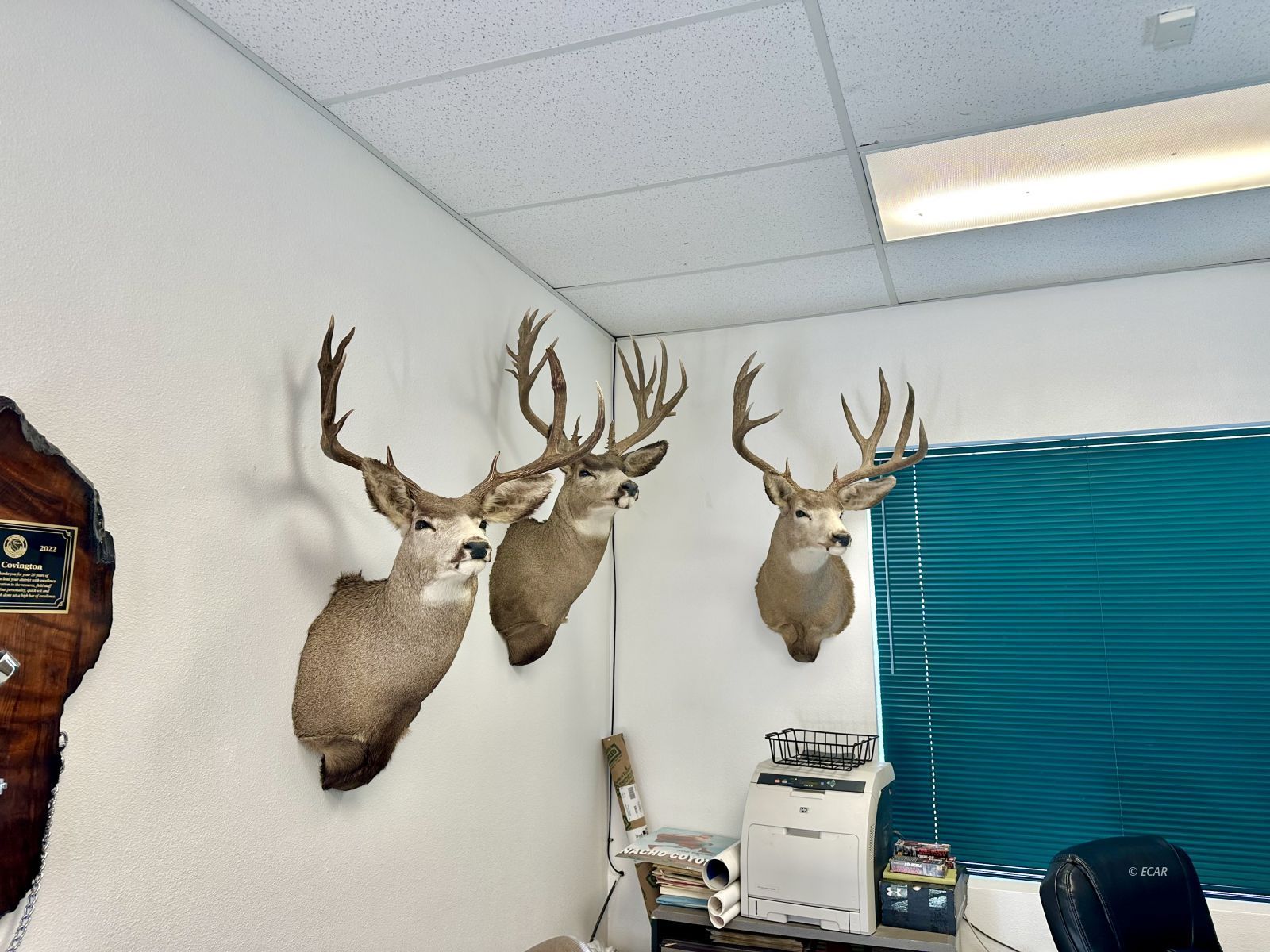 1245 Alpha Street Property Photo 24