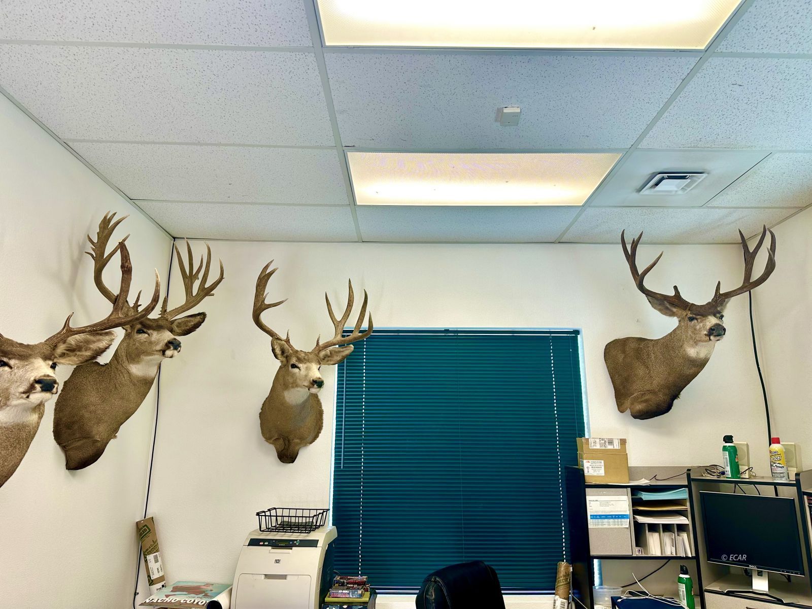 1245 Alpha Street Property Photo 25