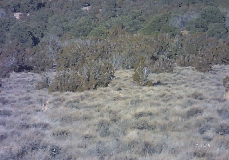 008 Leprechaun Lane Property Photo 4