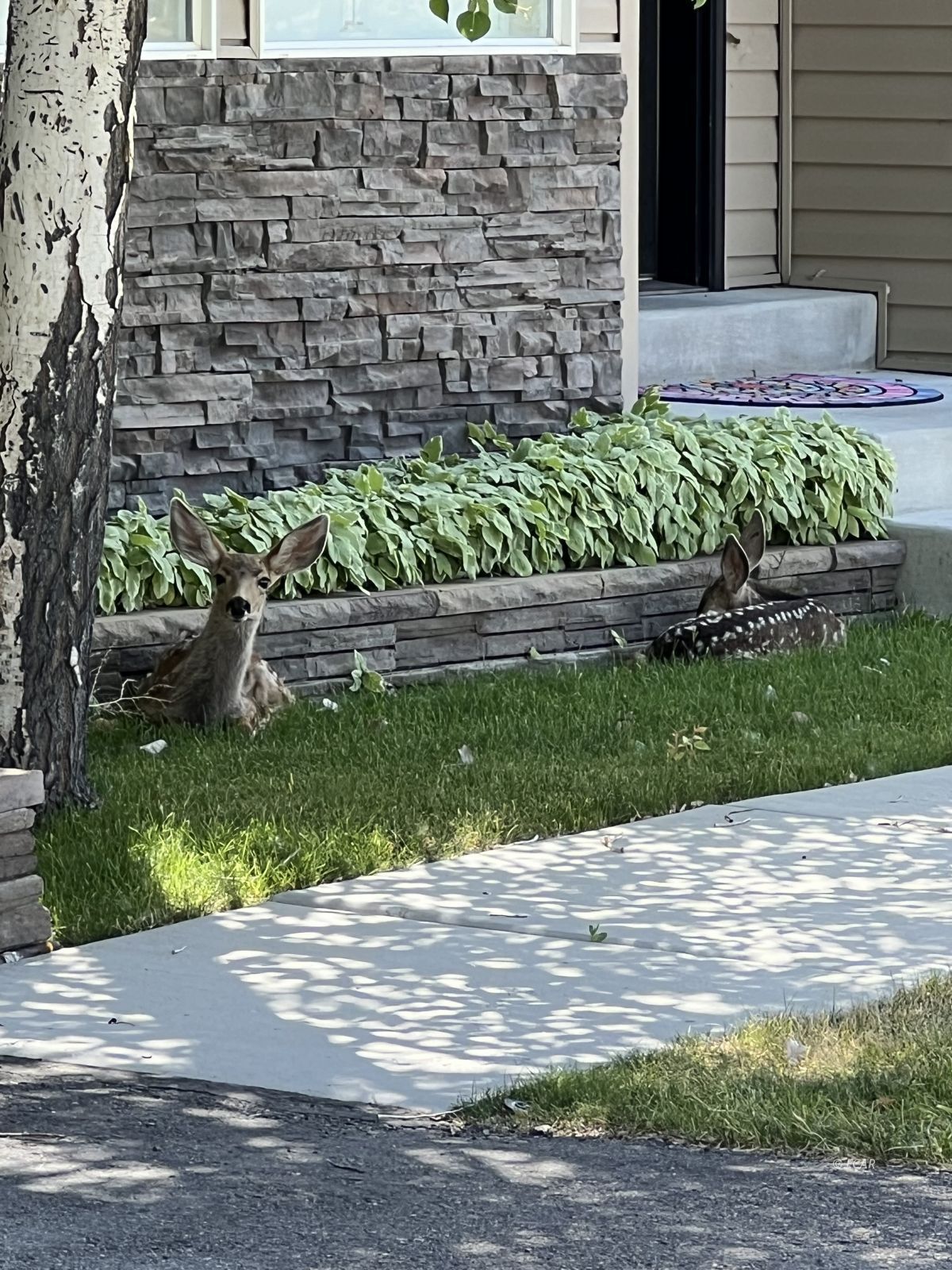 598 Palace Parkway Property Photo 49